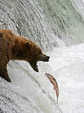 Hungry for fresh fish? Buyer Beware!