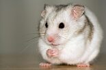 High-fat diet induces fat gene that leads to obesity