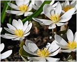 Sanguinaria flower used to treat HPV and Cervical Dysplasia