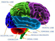 brain_human_diagram_cropped the human brain