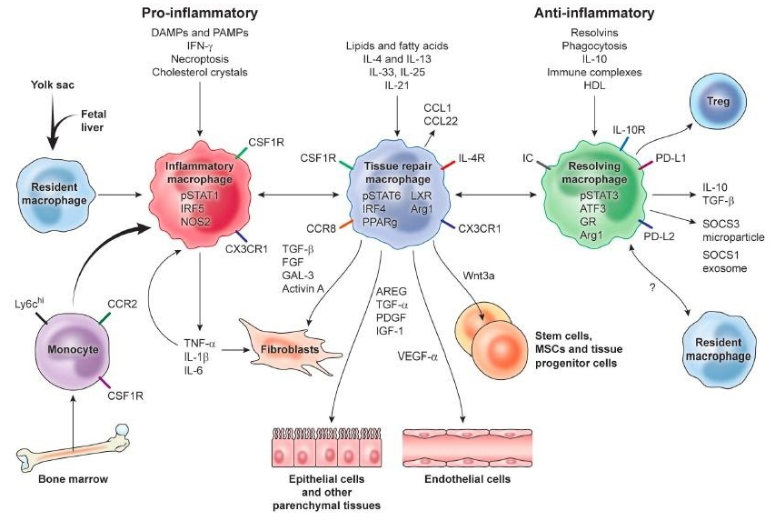 Coronavirus Dr Hansen