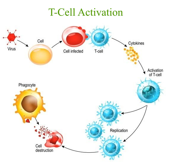 Coronavirus Dr Hansen