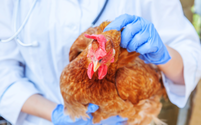 Avian / Bird Flu Fears Fanned by CDC