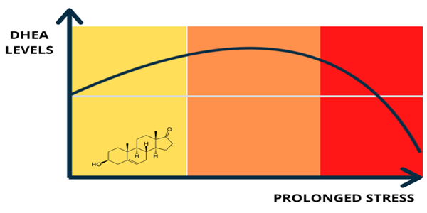 Graph showing that prolonged stress drastically decreases DHEA levels