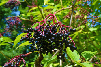 Natural Alternatives to Treat the Flu