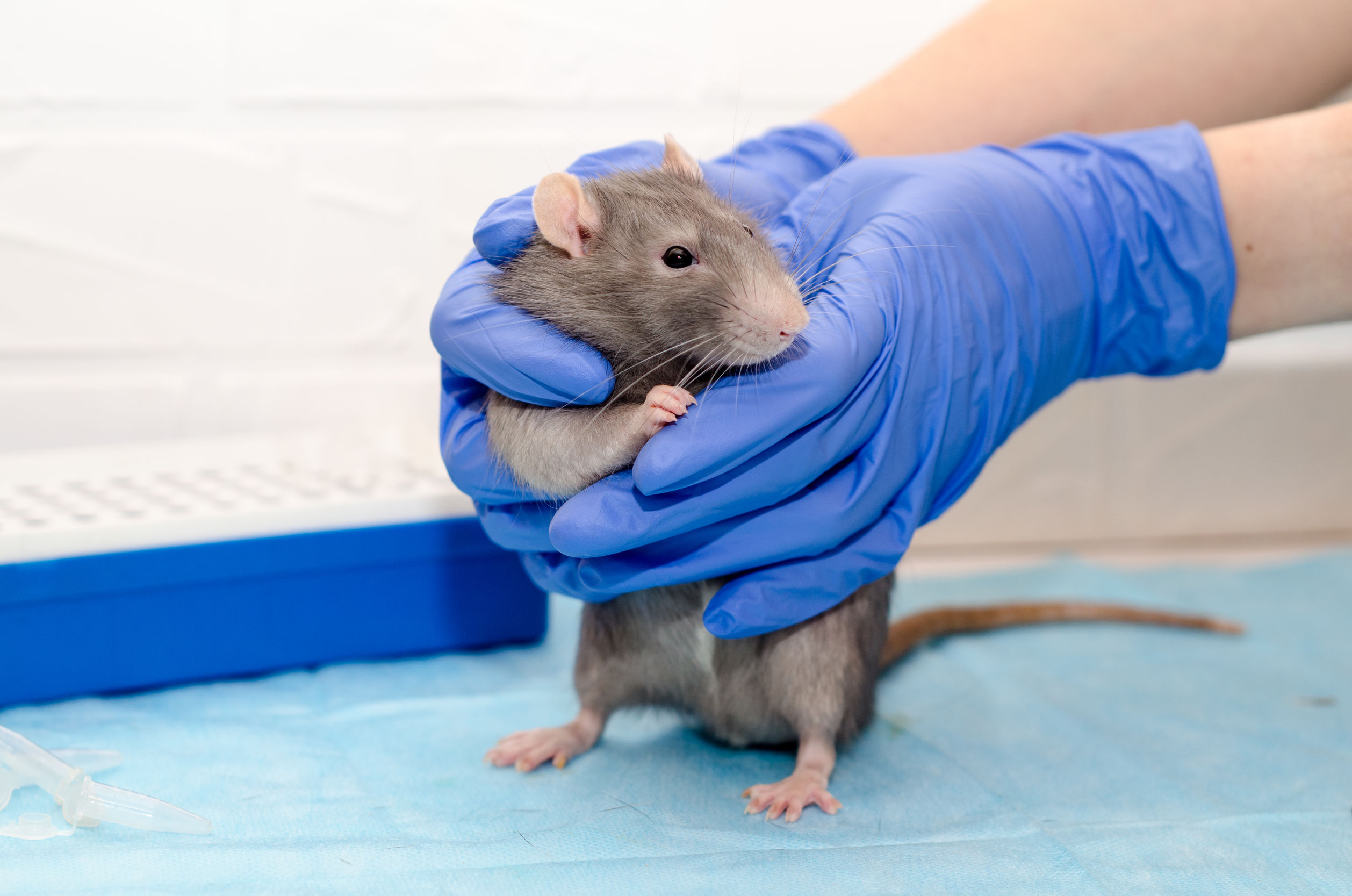 Chromium Reduces Sugar, Cholesterol, LDL and Triglycerides