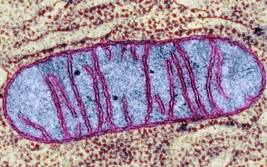 Orthomolecular Mitochondrial Cancer Treatment Protocol
