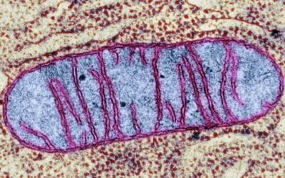 Orthomolecular Mitochondrial Cancer Treatment Protocol