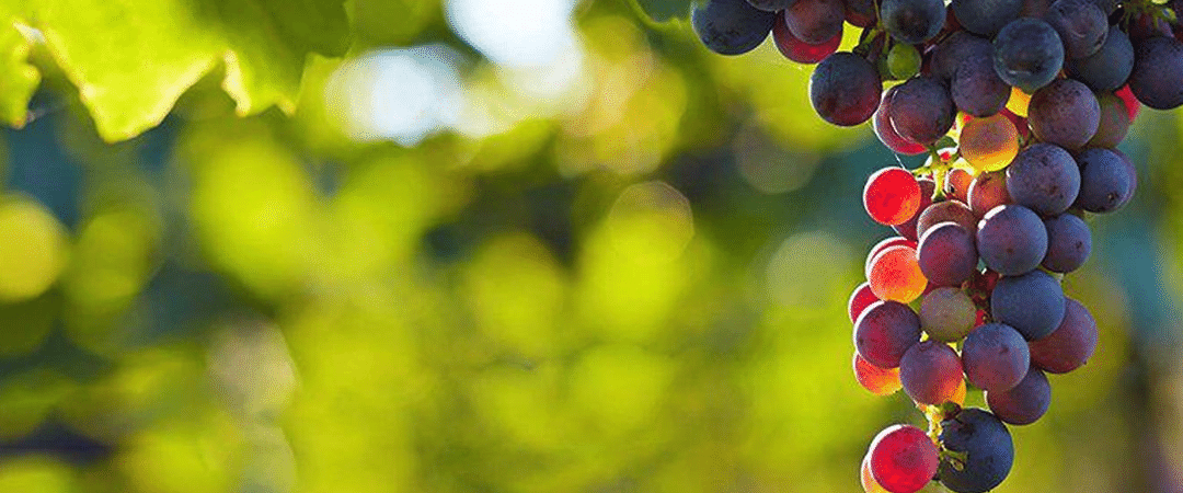 Influenza Vaccines Proven Toxic, Not Effective