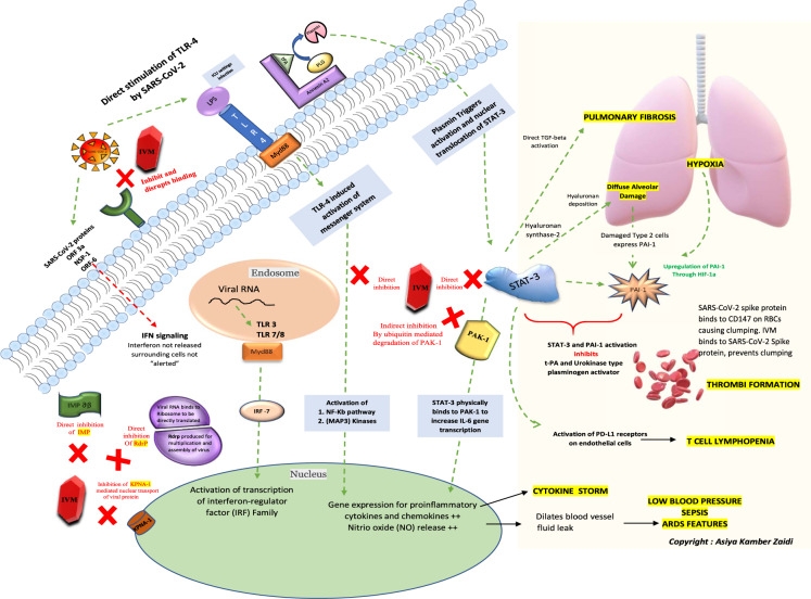 Ivermectin is a Powerful Anti-Viral Agent with Multiple Benefits